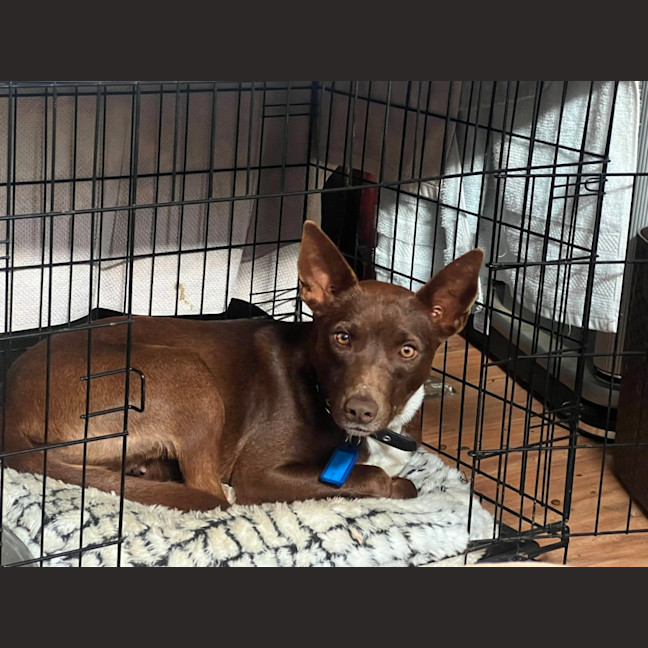 Photo of Cinnamon