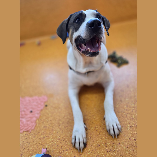 Photo of Buddy