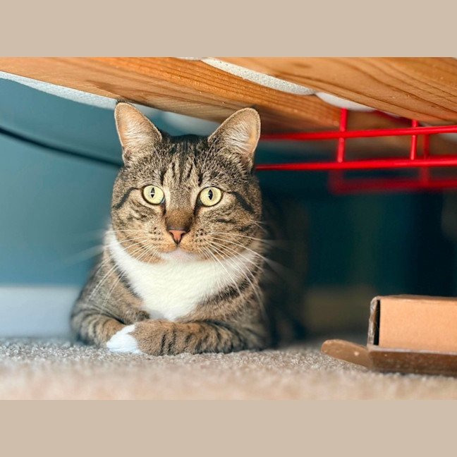 Photo of Tiddles