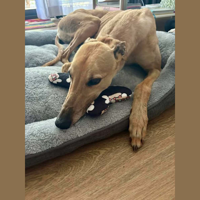 Photo of Kashi, The Greyhound Queen 👑