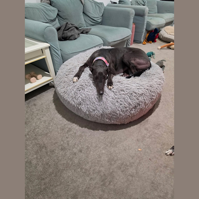 Photo of Milo, The Cat Friendly Greyhound