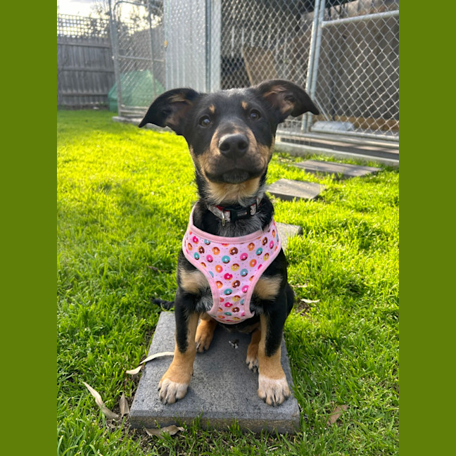 Photo of Narla
