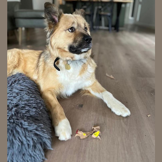 Photo of Hobbs