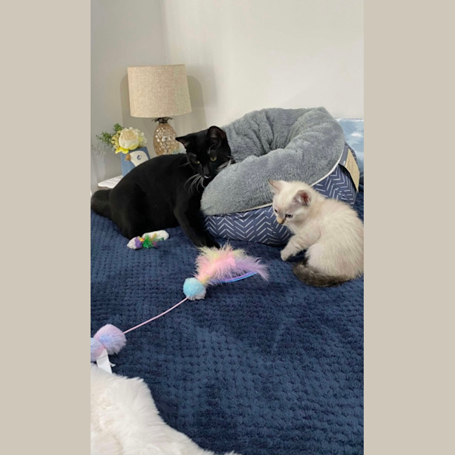 Photo of Binx