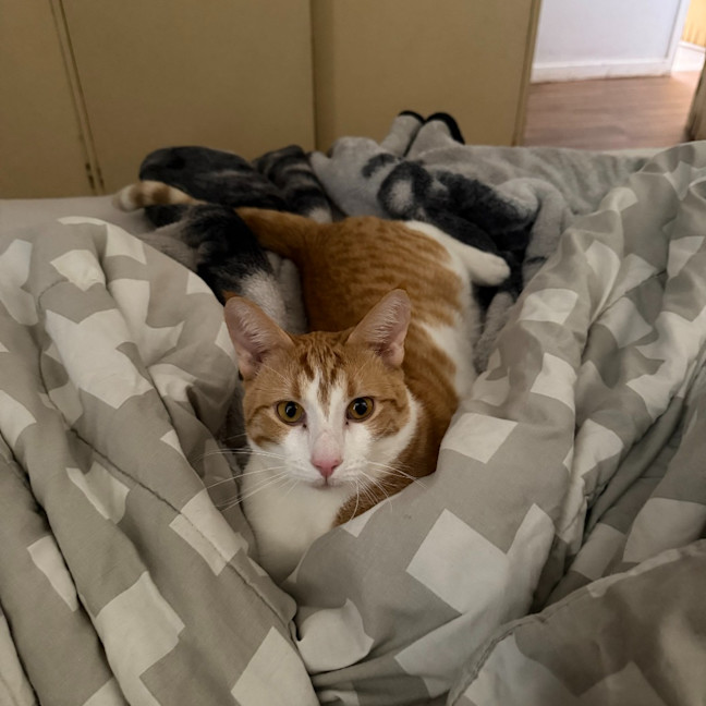 Photo of Angus