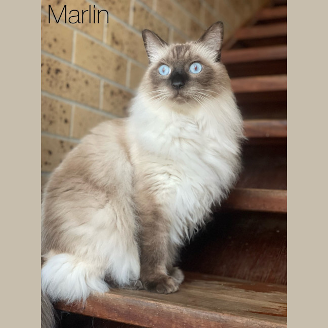 Photo of Maverick & Marlin