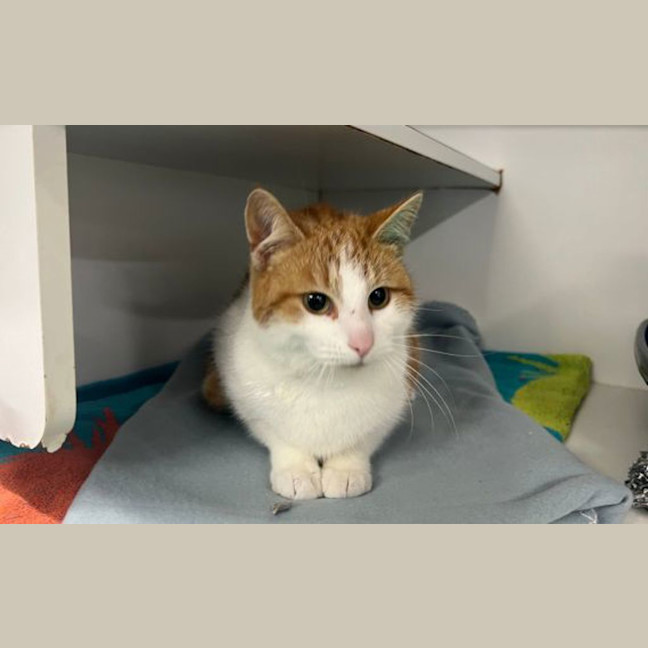 Photo of Custard