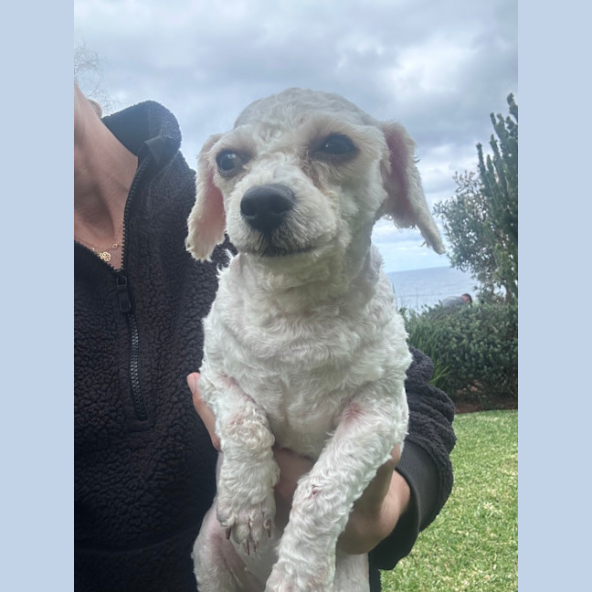 Photo of Dolly