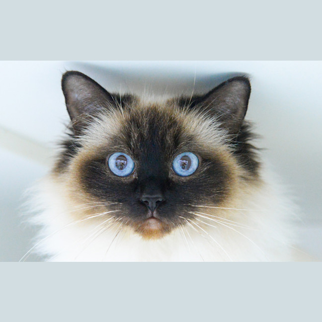 Photo of Layla