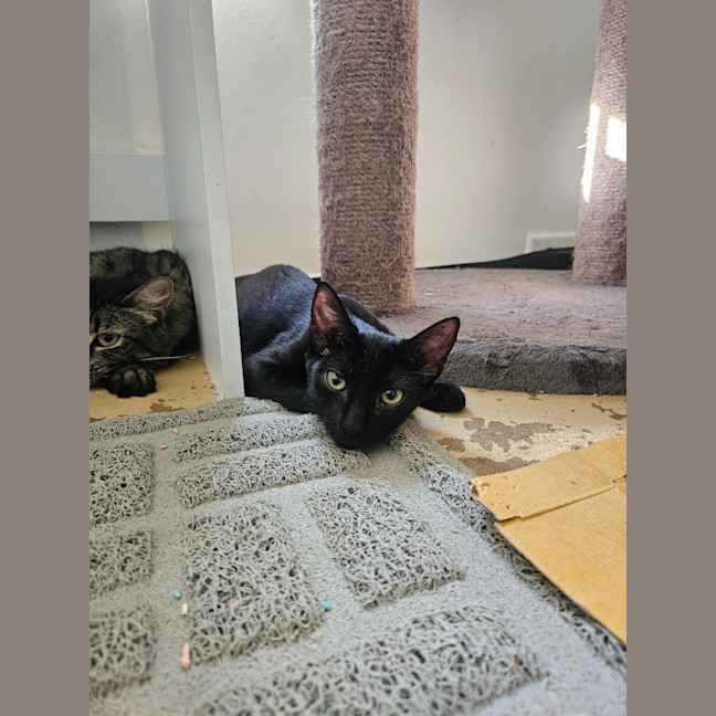 Photo of Clawdia