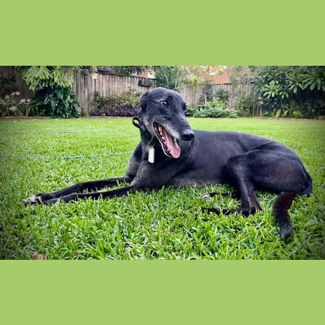 Photo of Jenny, They Greyhound