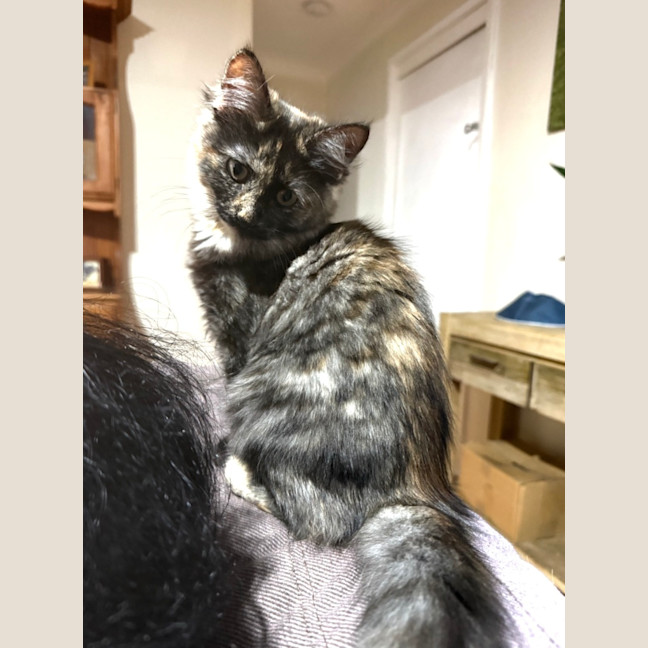 Photo of Lettie