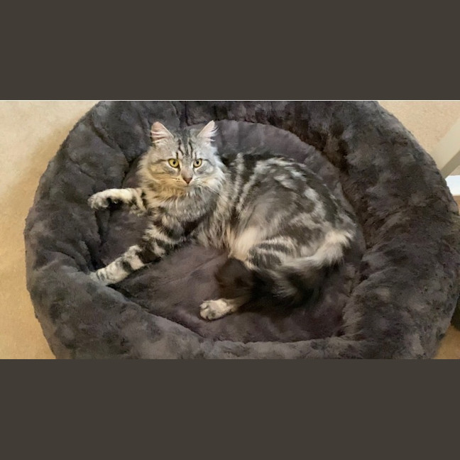 Photo of Samson 