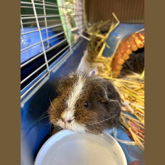 Photo of Mochi