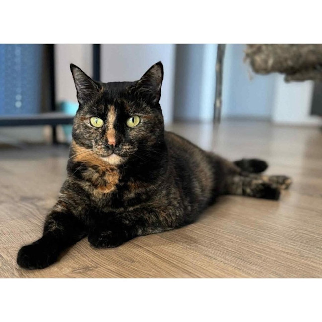 Photo of 6193   Minnie