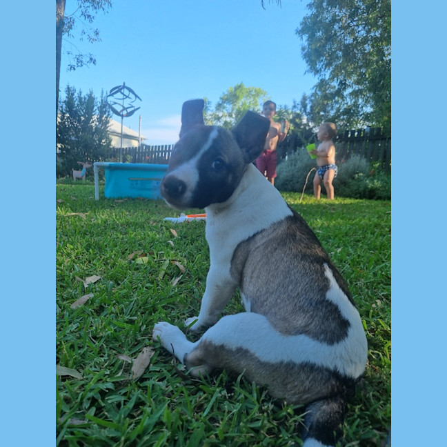 Photo of Dasher