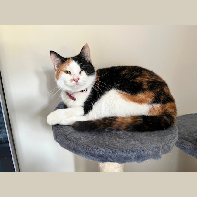 Photo of Zha Zha Gapurr *9 Lives Project Rescue*