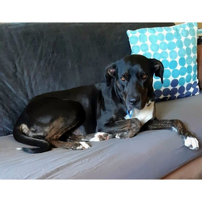 Photo of Sasha *$250 Adoption Fee*