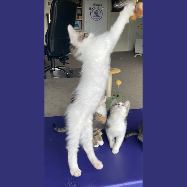 Photo of Charlie   Reduced Adoption Fee