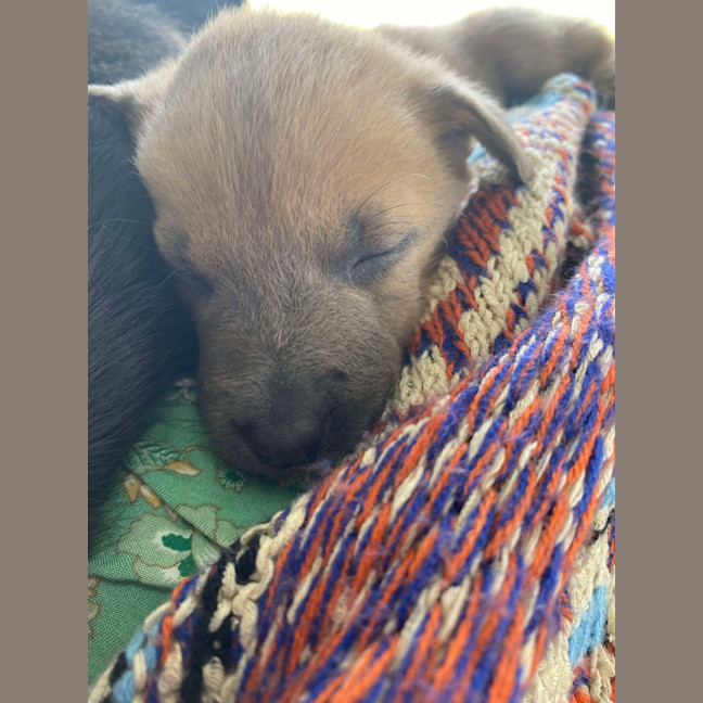 Photo of Chilli   8 Week Old Kelpie X (Trial)