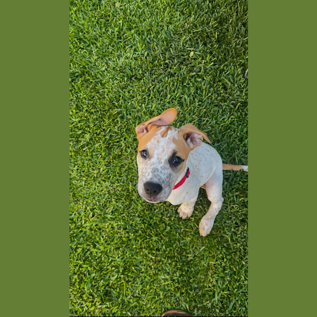 Photo of Clara   4 Month Old Cattle Dog X