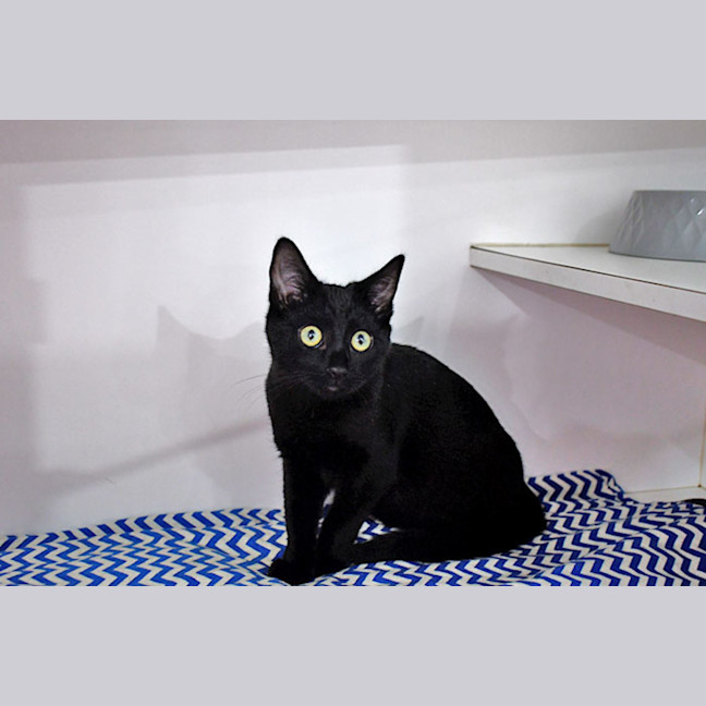 Photo of Pumpkin