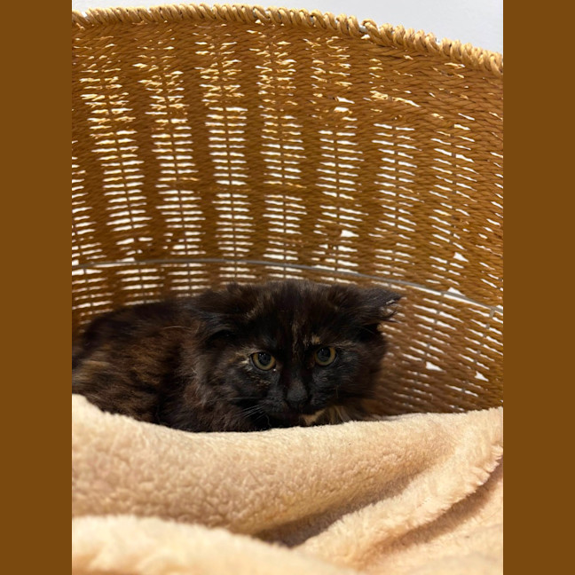 Photo of Iris