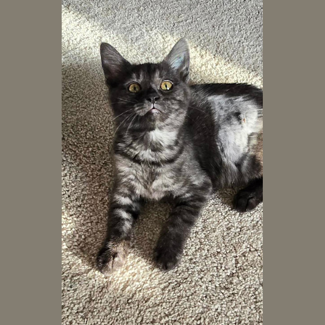 Photo of 🩶 Pepper 🩶