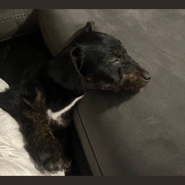 Photo of Millie ❤️🌞