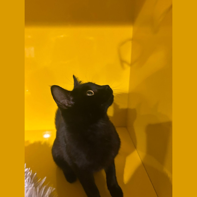 Photo of Binkus Mc Stinkus