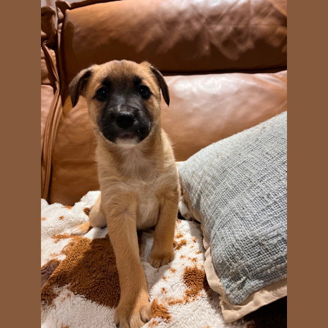 Photo of Nova 