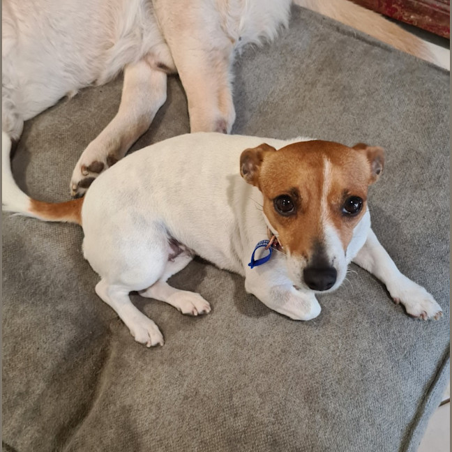 Photo of Skye   4 Year Old Jack Russell Terrier (Trial)