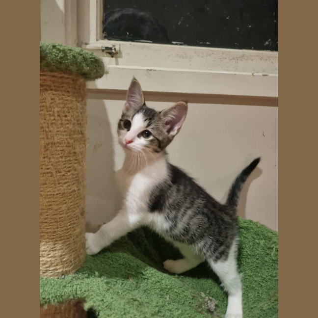 Photo of Wasabi 