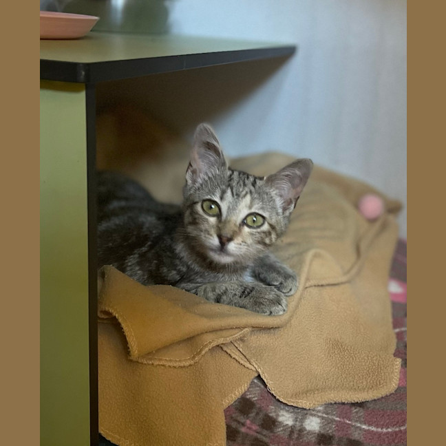 Photo of Petunia