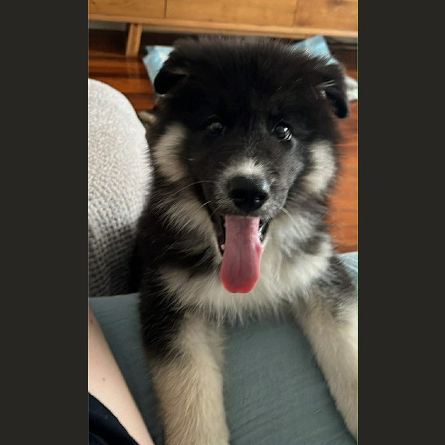 Photo of Koda