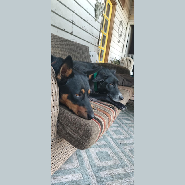 Photo of Luna
