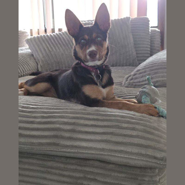Photo of Poppy