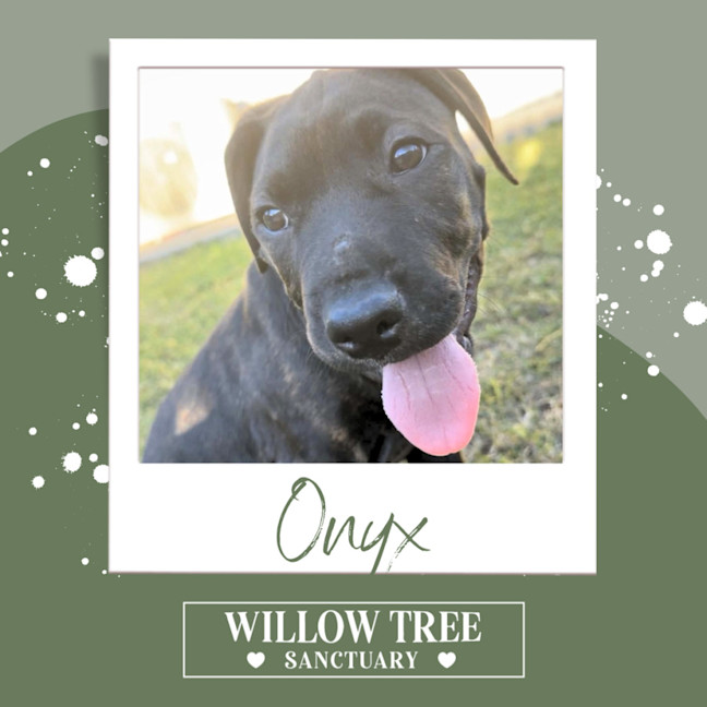 Photo of Onyx