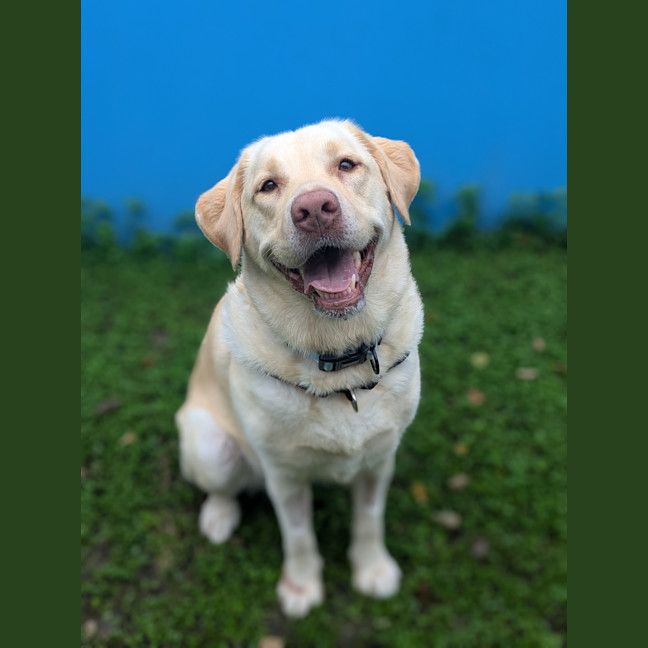 Photo of Willow