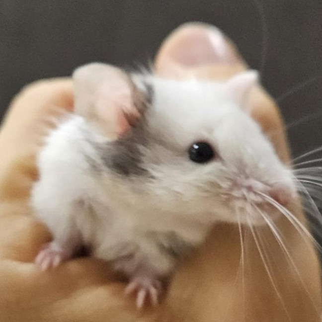 Photo of Mr. Mouse