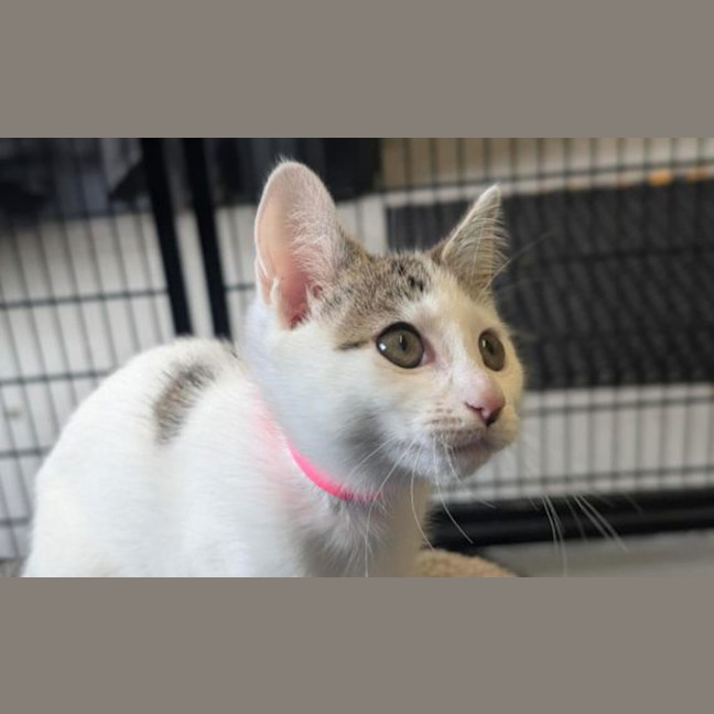 Photo of Miss Chief 