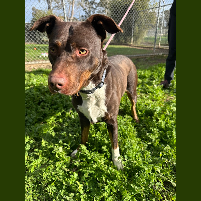 Photo of Whisky (Jameson)