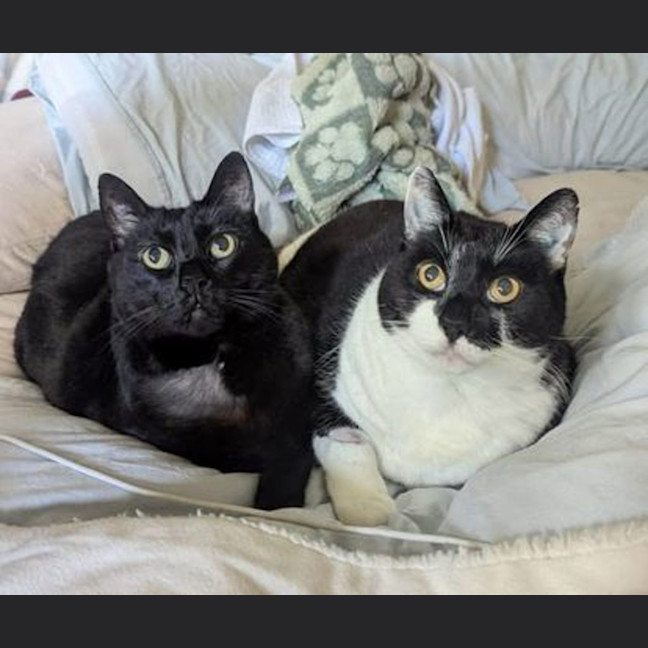 Photo of Midnight