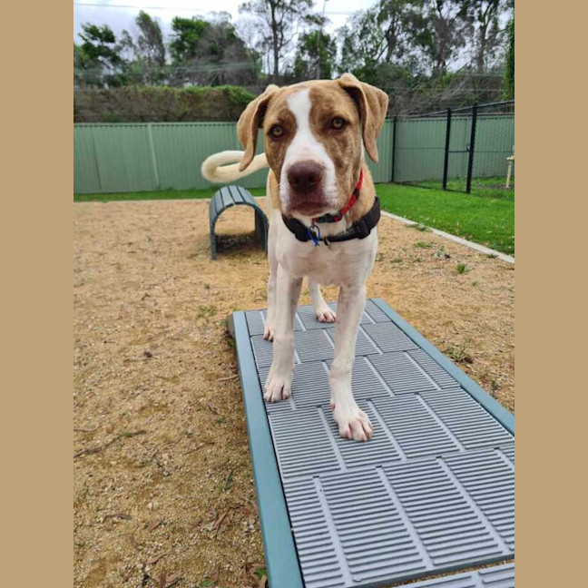 Photo of Rover