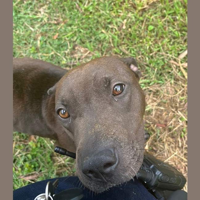 Photo of Luna