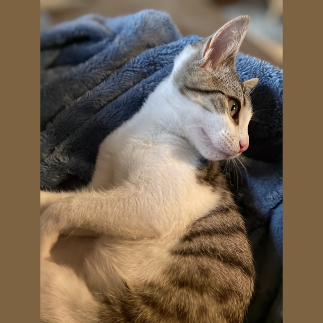 Photo of Simba