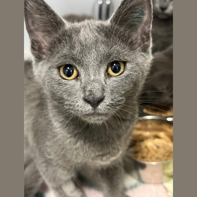 Photo of Granite, Shale & Flint