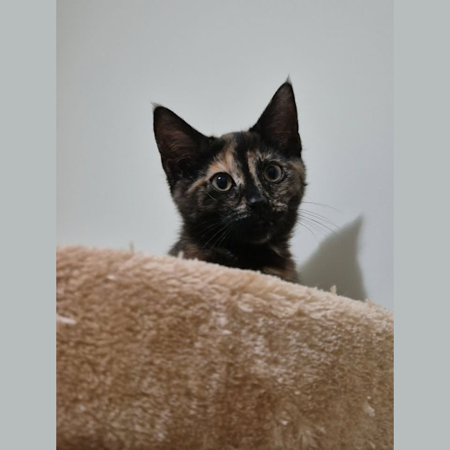 Photo of Martini