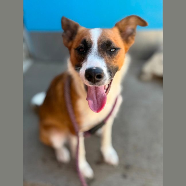 Photo of Pippi / Pepsi