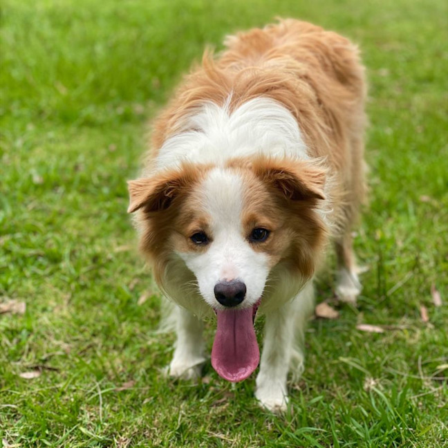 Photo of Ollie The Collie